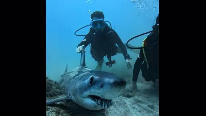 Indignación en la Red por el comportamiento de unos submarinistas con un tiburón en Tenerife
