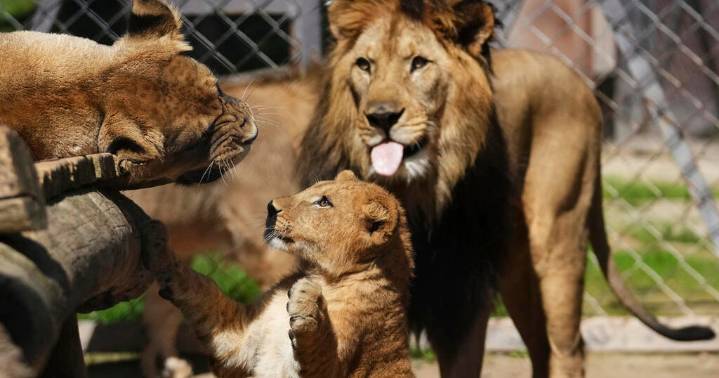 Rare Barbary lion cubs born at Czech zoo are part of a plan to return the breed to the wild. See photos of their public debut.
