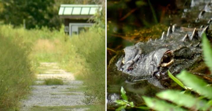 Alligator bites Florida woman on arm and leg during hiking trail attack, FWC officials say