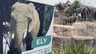 ¿Qué ha pasado con el fallo histórico para la elefanta Ely?