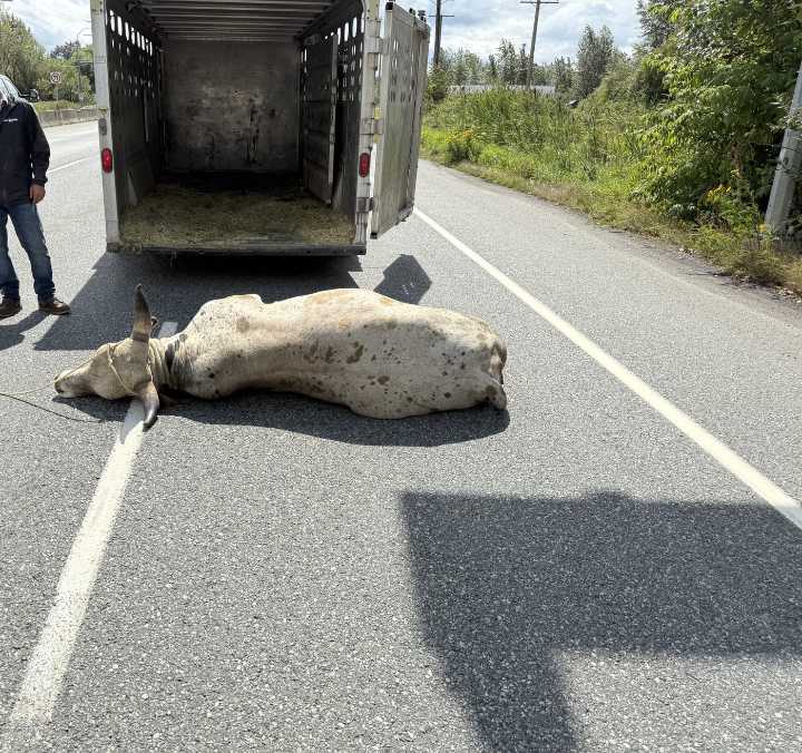 Loose bull forces highway closure in Abbotsford, B.C.