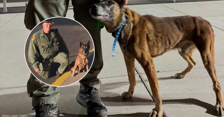 'Left us doing what he loved most': LVMPD K9 Hunter passes away at 14 years old