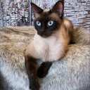 Meet Summer! News 19’s Adoptable Pet of the Week