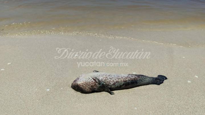 Marea roja azota al puerto de Chuburná