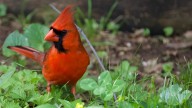 The Colorful Self-Seeding Flower You Should Plant To Attract Beautiful Cardinals