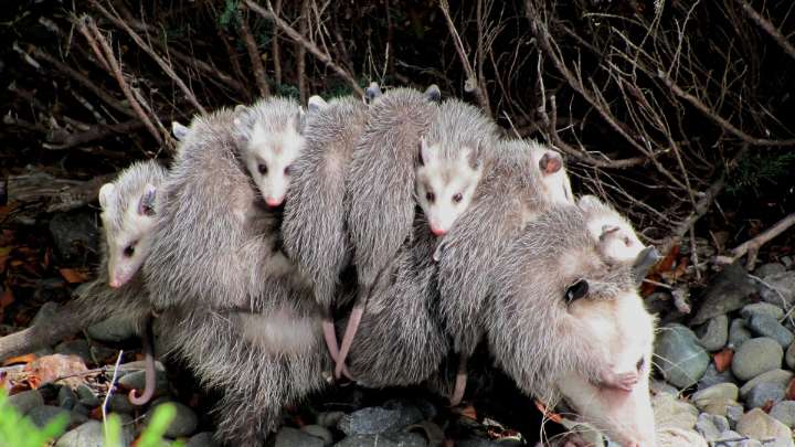 Playing 'possum: NH now has an official state marsupial