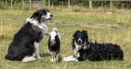 Baby goat abandoned at birth now being raised by sheepdogs