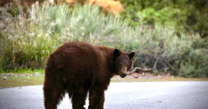 Letters to the Editor: Shooting a bear that has already been tranquilized is ‘an act of cruelty’