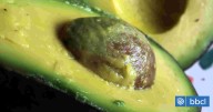 Cadmio en paltas peruanas: Ingeniero agrónomo asegura que "Chile no tiene este problema"