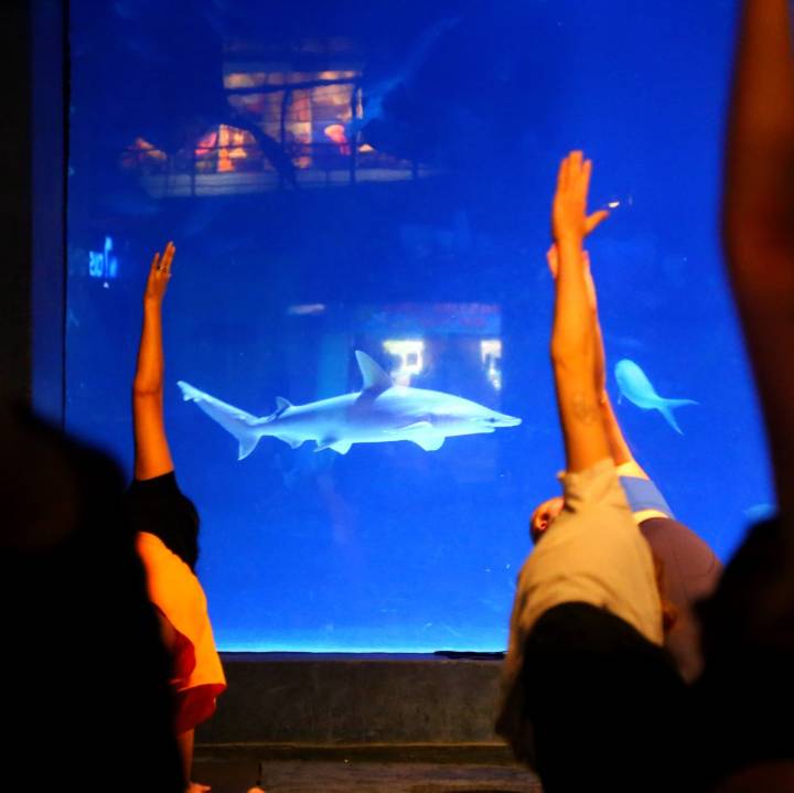 Yoga con tiburones: una experiencia única en el acuario de Fort Fisher