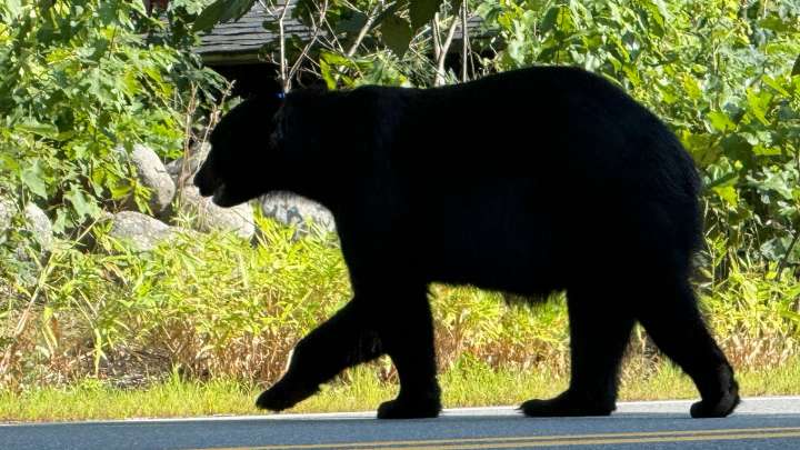 Bear warning issued by Townsend police