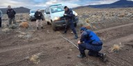 Detuvieron a un hombre por cazar y faenar a tres ciervos: le encontraron más de 350 kilos de carne en su camioneta