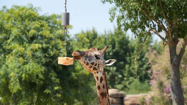 Domingo de repunte de la ola de calor: más de 40 grados y los zoos activan protocolos para proteger a sus animales de las temperaturas