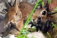 Conejos en Estados Unidos son víctimas de un virus "zombi": ahora tienen cuernos y les salen tentáculos por la boca
