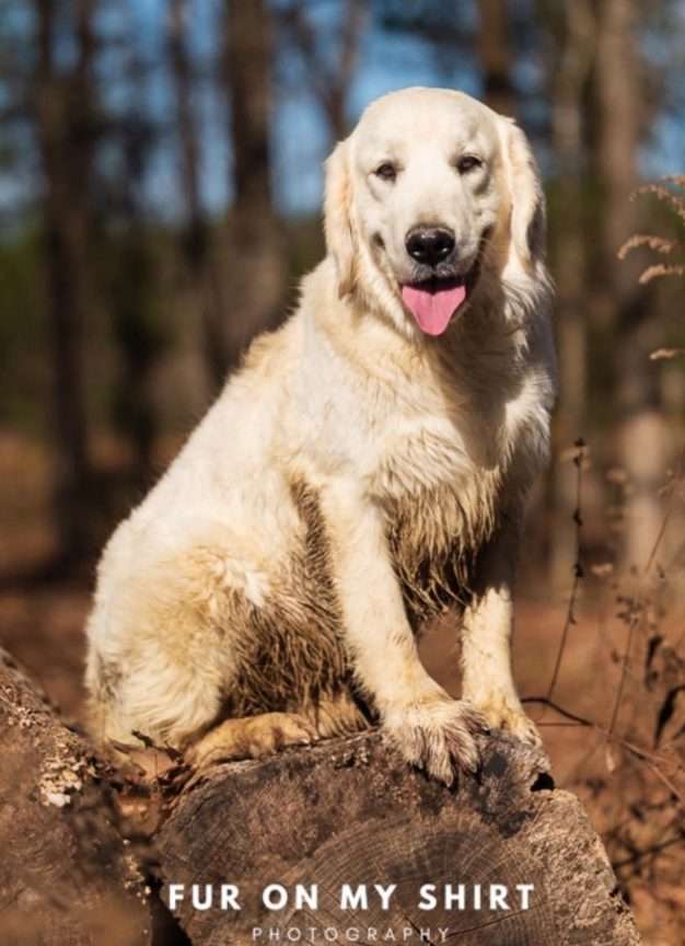 U.S. Therapy Animal Organization Looking for Long Term Puppy Raiser For “Chicken Nugget”