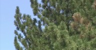 When is the best time to prune trees around the Denver metro? We asked the experts.