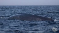 Las ballenas azules se unen a las orcas frente a las costas de las Rías Baixas