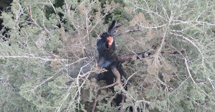 One of the world's tallest trees is burning. Why can't firefighters put it out?