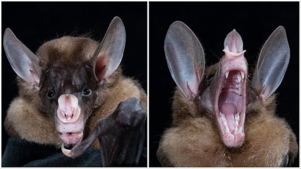The world's largest carnivorous bat is a hugger