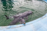 Aquarium. Qué datos arrojó la inspección municipal tras las imágenes de delfines en agua turbia que se hicieron virales