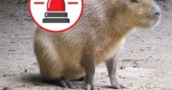 Capibara se escapa (?) del Zoológico de Culiacán