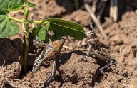 OPERATIVO ECOLÓGICO PARA CONTROLAR PLAGA DE INSECTOS SALTADORES EN SAN LUIS POTOSÍ