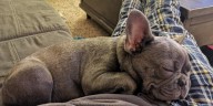 Man loses dog and wife’s ashes in Clermont Co. car theft