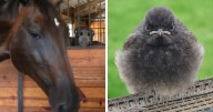 118 Hilariously Unphotogenic Animal Pics To Make Your Day Better (New Pics)