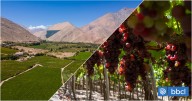 El pisco se toma el MUT este fin de semana largo