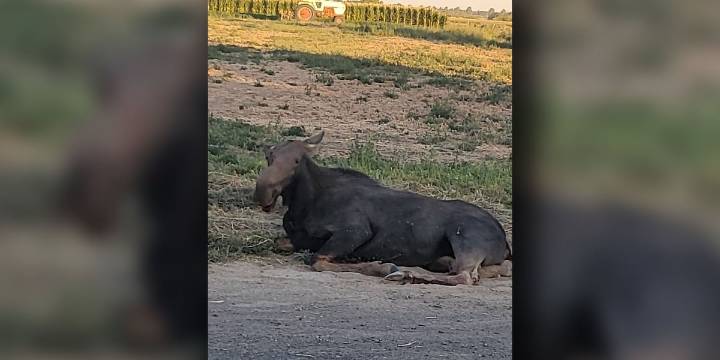 Moose hit in Twin Falls is euthanized