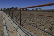 México y EE.UU. acuerdan un plan binacional contra la plaga del gusano barrenador