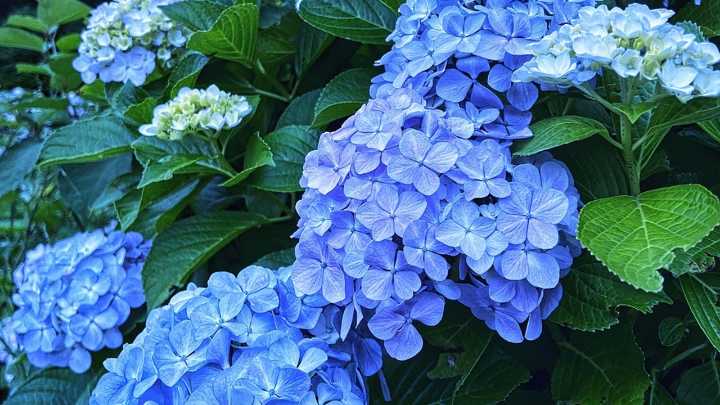 El ingrediente que tienes en tu cocina con el que tus hortensias saldrán de un color azul intenso