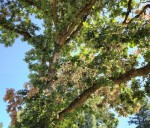 What’s causing leaf damage to these oak trees? Ask Extension