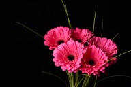 Ask the Master Gardener: Colorful gerbera daisies bloom in cycles