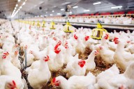 Regresó una enfermedad. La Argentina suspendió sus exportaciones de productos avícolas tras un brote de influenza aviar