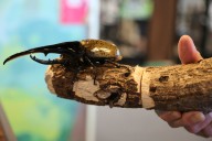 Bugs are popular pets in nature-loving Japan, buzzing with lessons about ecology and species