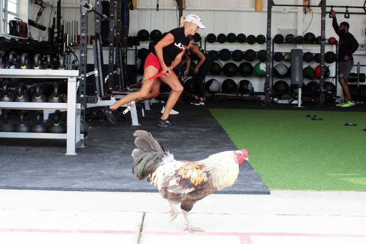 JLAFit Athletics offer sports performance training in ...