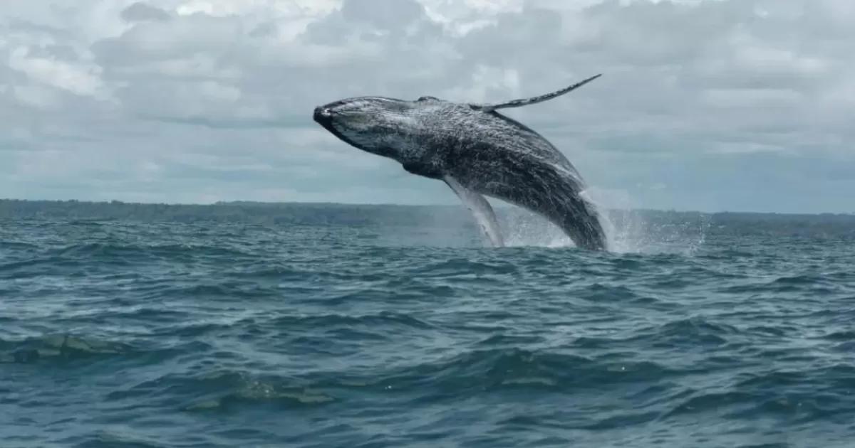 Avistamiento de ballenas en Colombia: todo lo que debe saber antes de su viaje