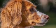 12 dogs rescued from home in Muscatine