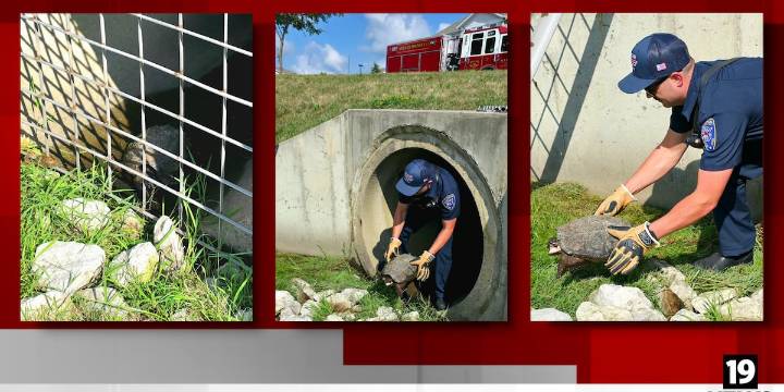 Stow firefighters rescue turtle stuck in culvert