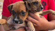 Cachorros rescatados de un contenedor en Gáldar buscan una casa