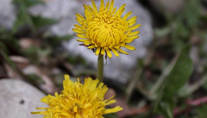 You're gardening wrong. What to know about pulling weeds in the garden
