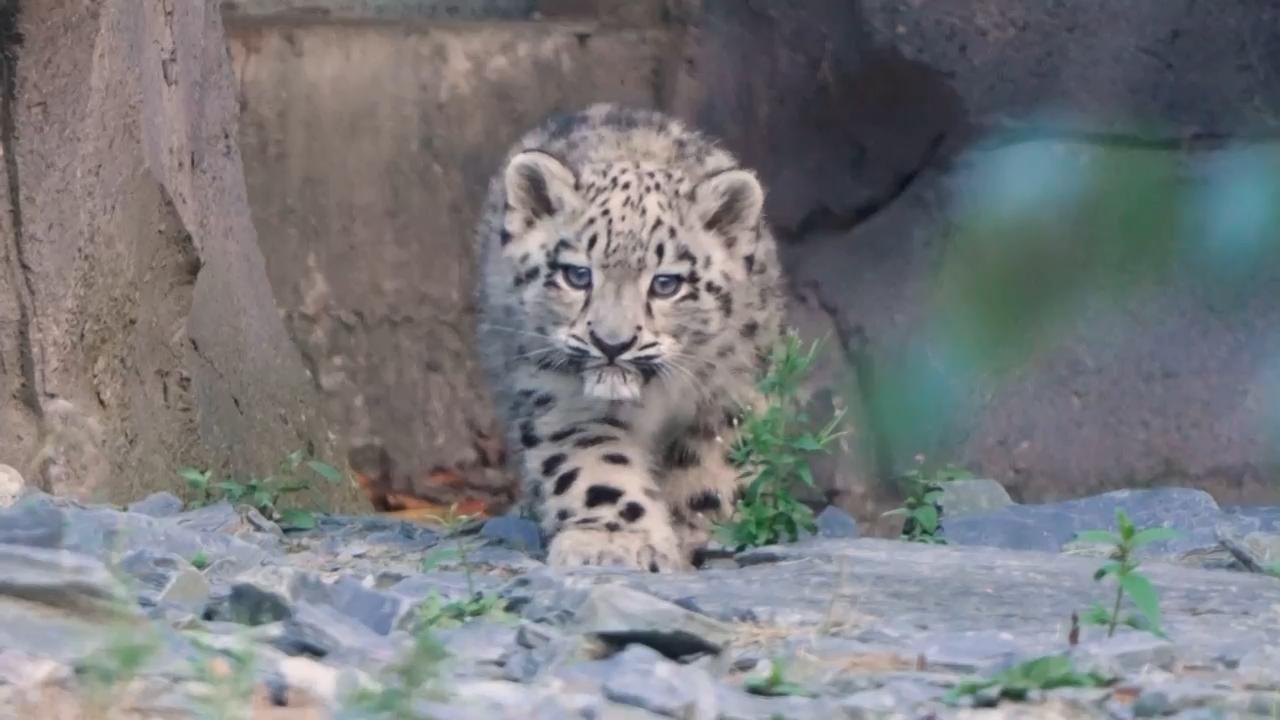 Adorable snow leopard cub explores outside enclosure at UK zoo for first time