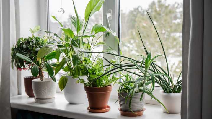 Make A Chic & Versatile Round Planter For Your Houseplants With A Super Affordable DIY