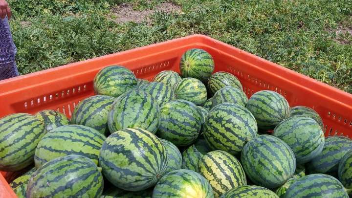 Herido grave tras lo que le ha pasado con un palé de sandías en Castilla