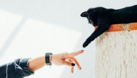 “Puedes ofrecer un seguro de salud muy competitivo pero un trabajador joven preferiría un seguro para su mascota”