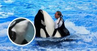 El trágico caso de Dawn Brancheau, entrenadora marina que fue asesinada por una orca