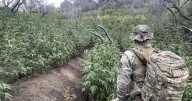 Huge marijuana farm spewing toxic chemicals is busted in Sequoia National Park