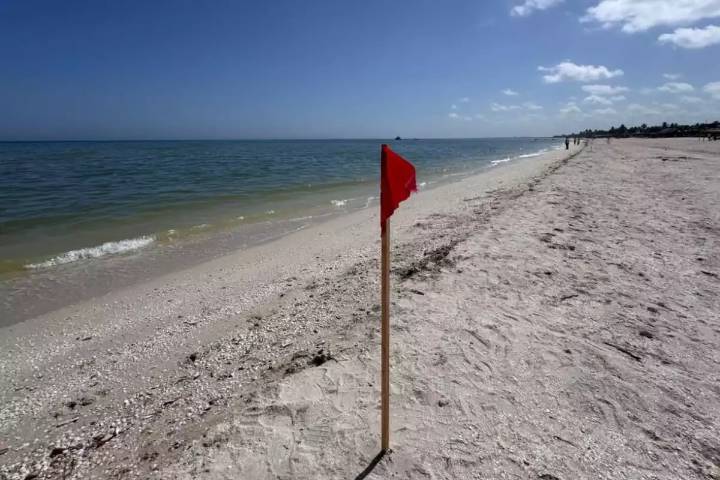 Marea roja en Yucatán: Implementan tres colores de banderas en playas ¿Cuáles son y qué significan?