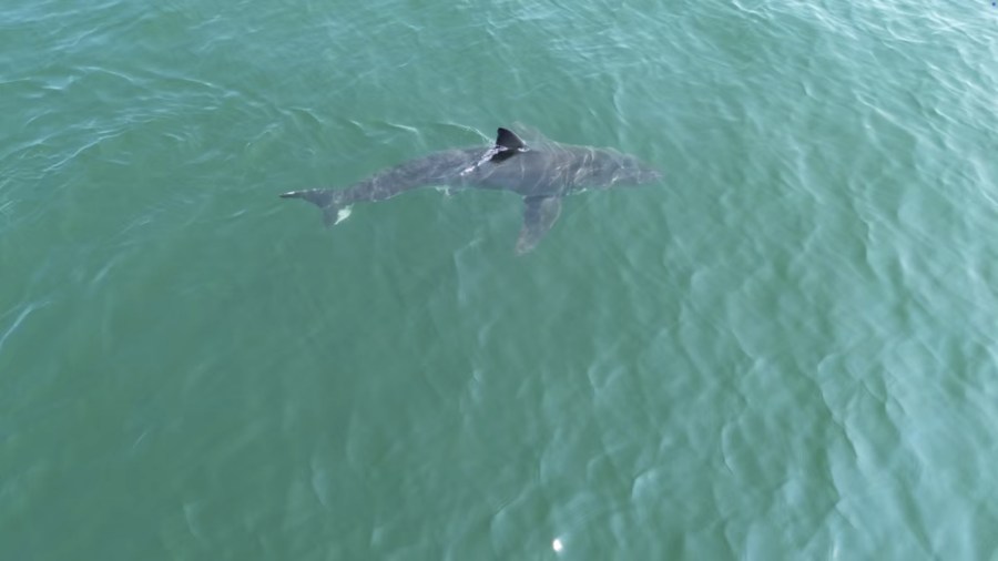Great white shark is seen near popular beaches in Maine, sparking a warning from police